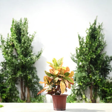 Croton - Codiaeum Variegatum